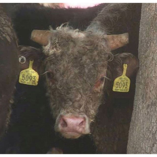 kesemgreenyer instagram image archive image