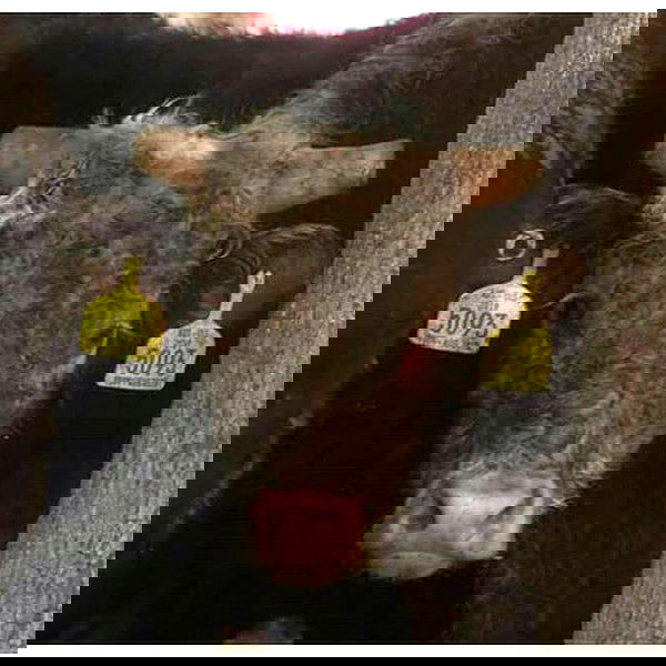 kesemgreenyer image ~ Altpins