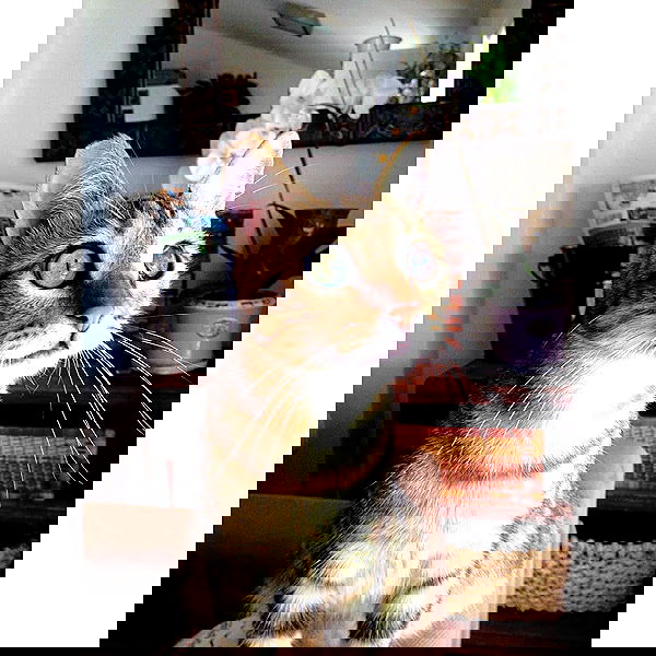 kesemgreenyer kesemgreenyer archive image