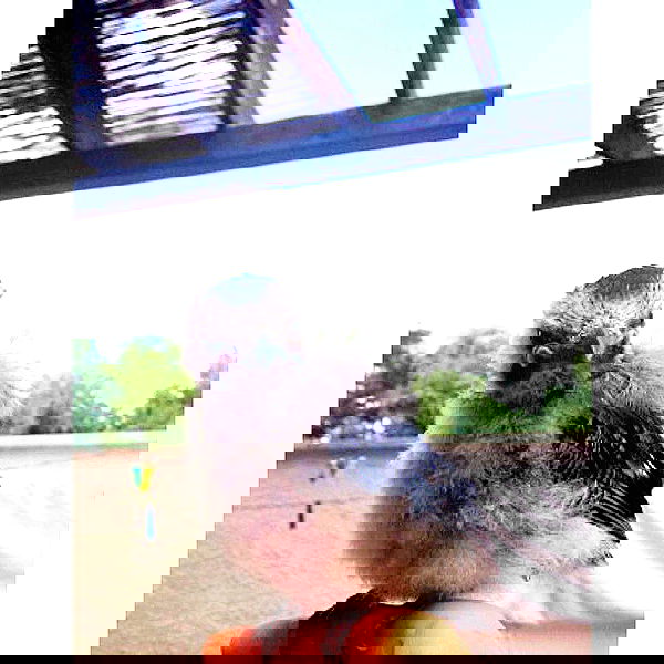 kesemgreenyer image ~ Altpins