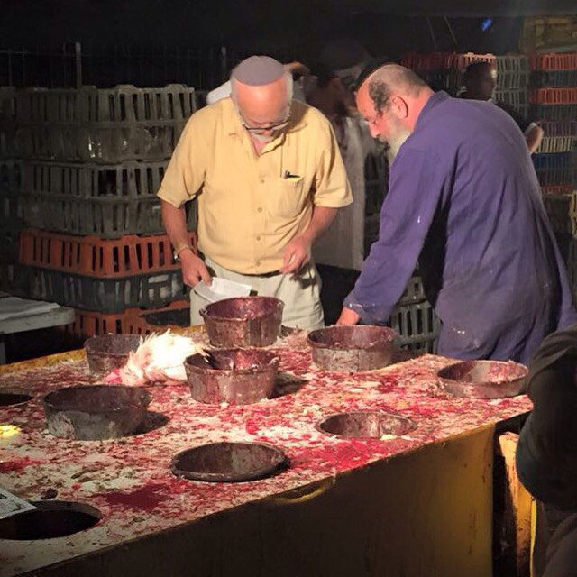 kesemgreenyer instagram image archive image