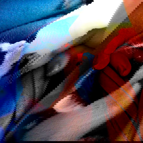 kesemgreenyer image ~ Altpins