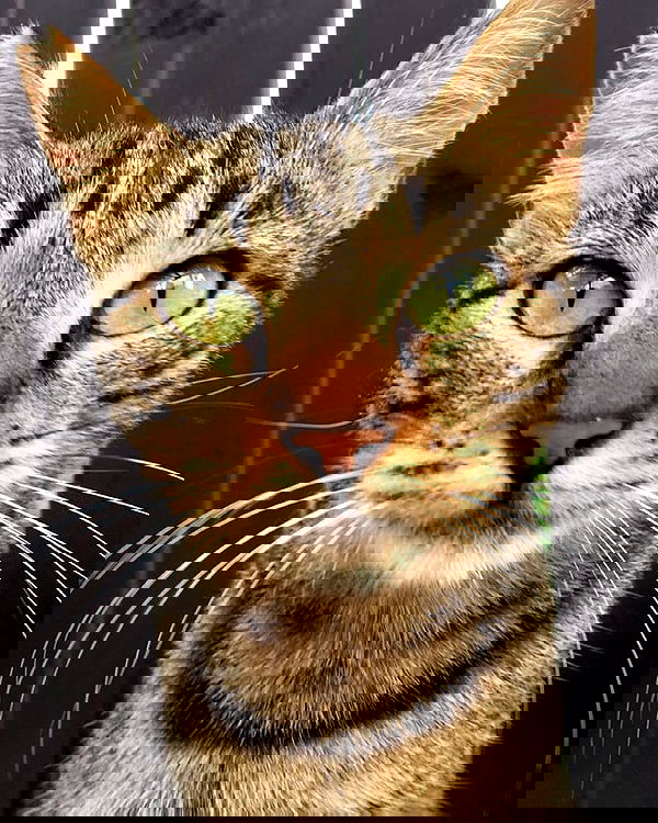 kesemgreenyer kesemgreenyer archive image