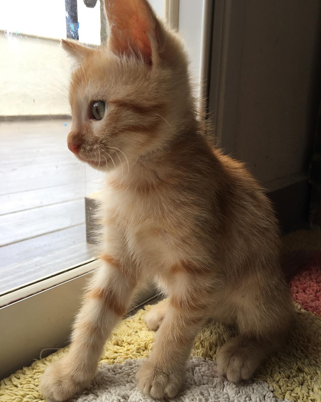 kesemgreenyer instagram image archive image