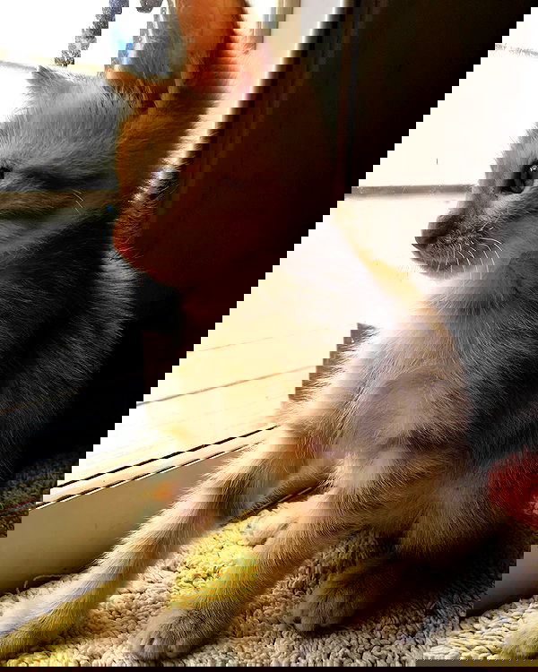 kesemgreenyer image ~ Altpins