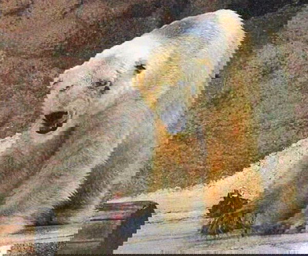 kesemgreenyer kesemgreenyer archive image