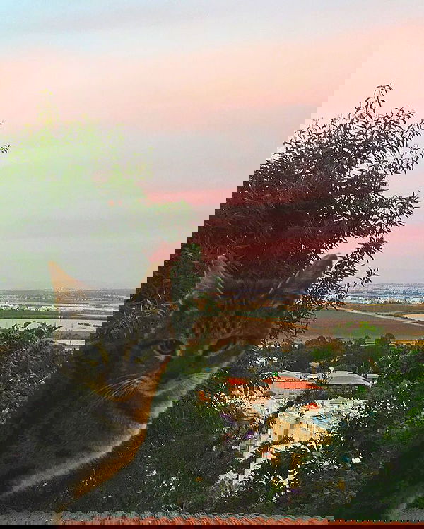 kesemgreenyer image ~ Altpins