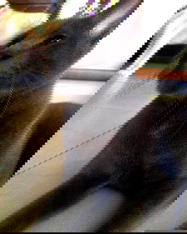 kesemgreenyer image ~ Altpins