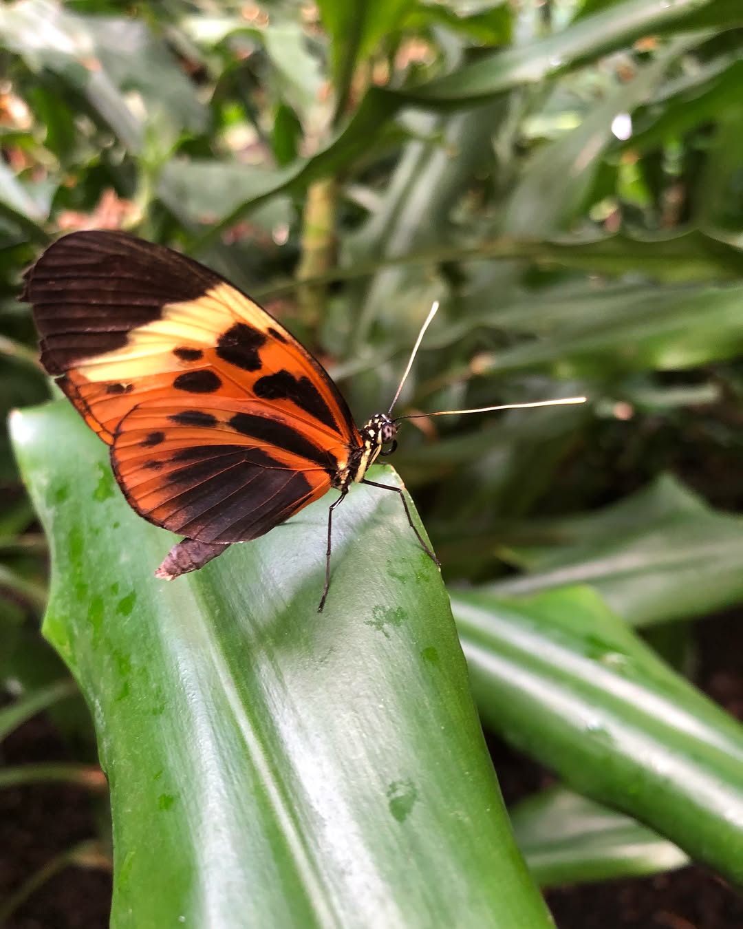 kesemgreenyer instagram image archive image