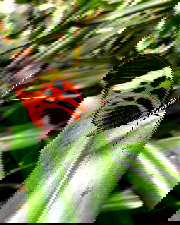 kesemgreenyer image ~ Altpins