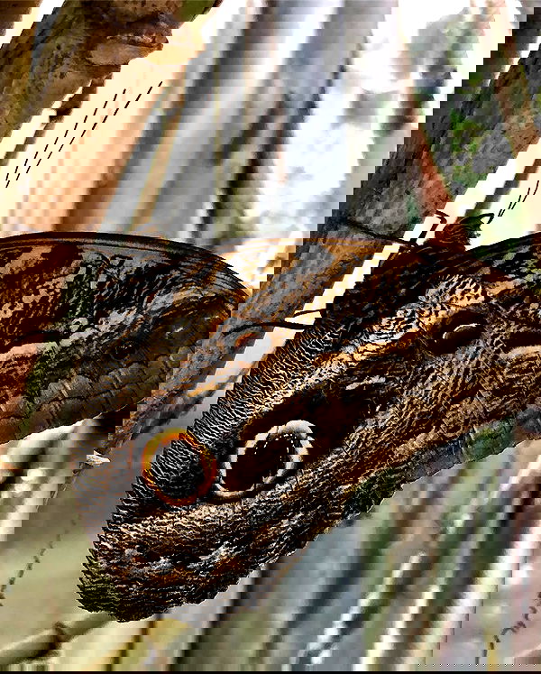 kesemgreenyer image ~ Altpins