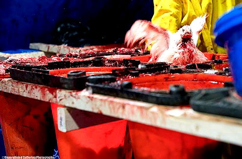 kesemgreenyer kesemgreenyer archive image