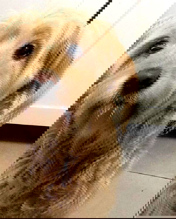 kesemgreenyer kesemgreenyer archive image