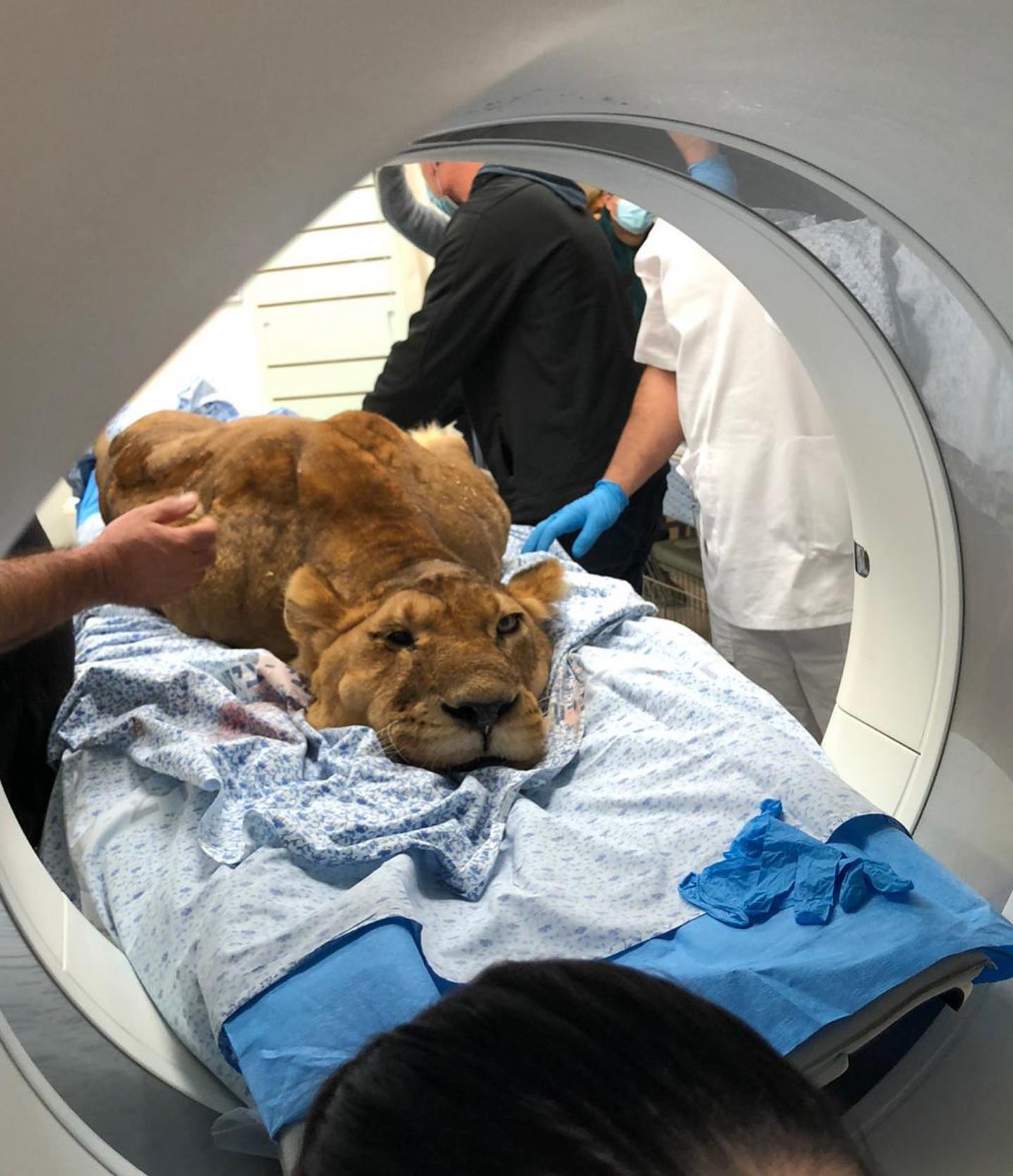 kesemgreenyer instagram image archive image