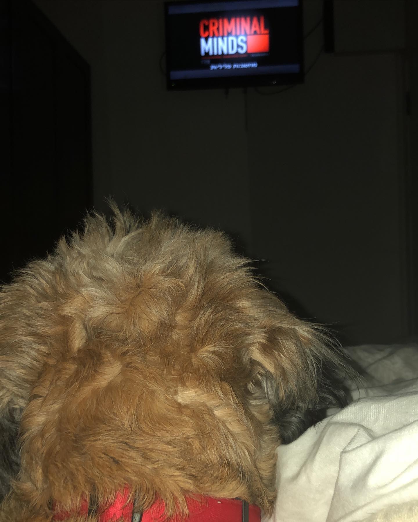 kesemgreenyer instagram image archive image