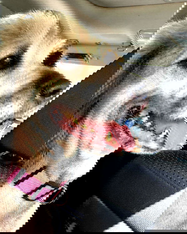 kesemgreenyer image ~ Altpins