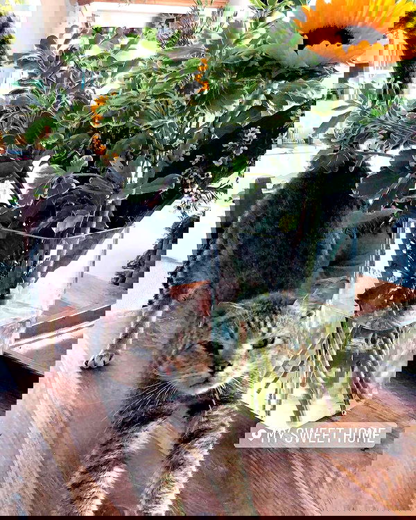 kesemgreenyer image ~ Altpins