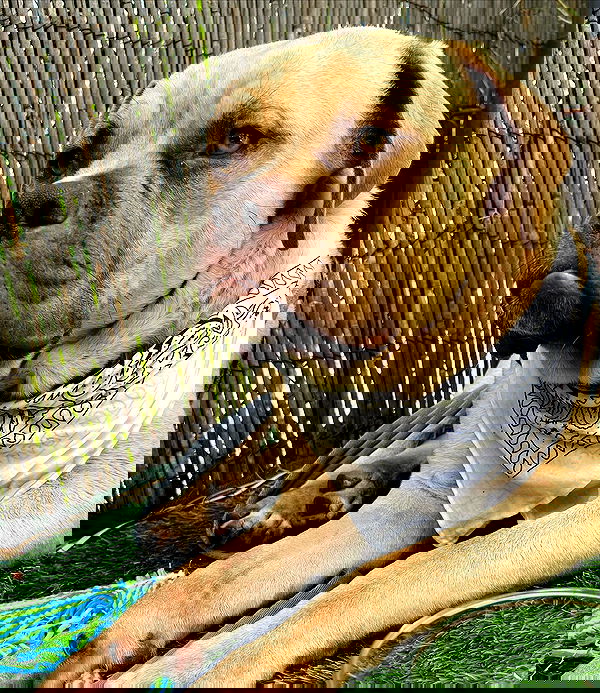 kesemgreenyer image ~ Altpins