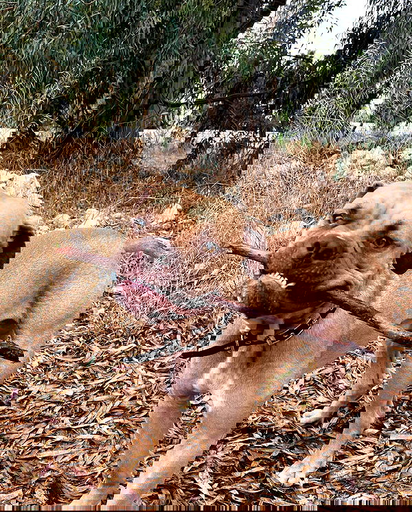 kesemgreenyer image ~ Altpins