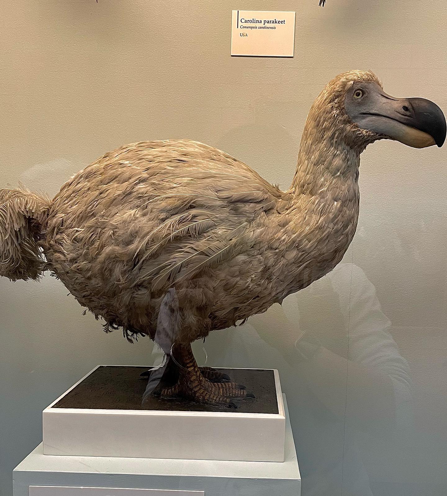 kesemgreenyer instagram image archive image