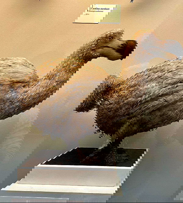 kesemgreenyer image ~ Altpins