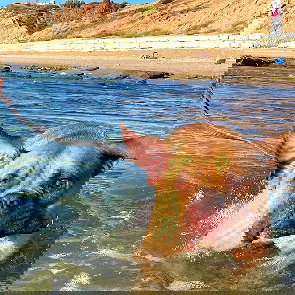 kesemgreenyer image ~ Altpins