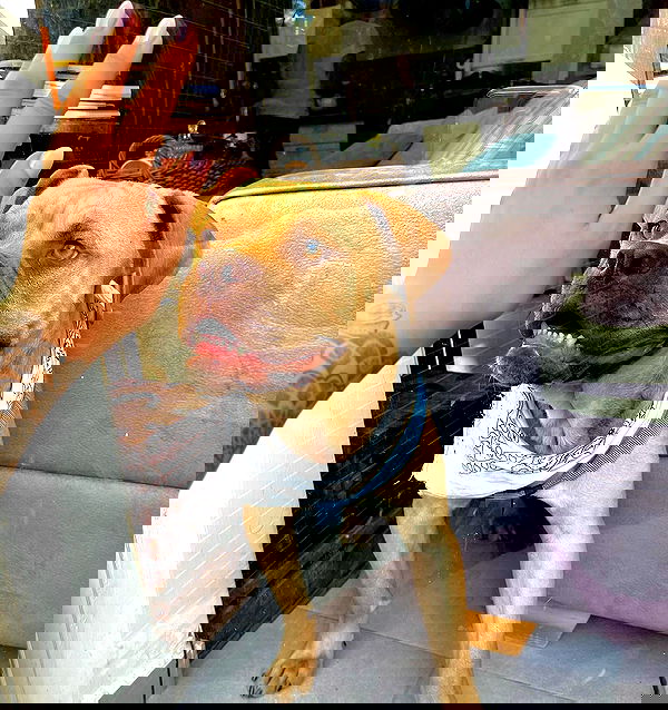 kesemgreenyer image ~ Altpins