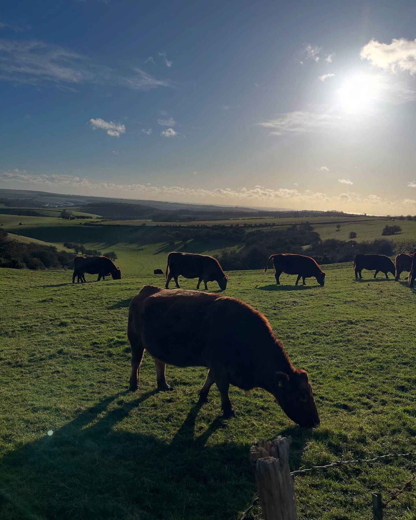 kesemgreenyer instagram image archive image