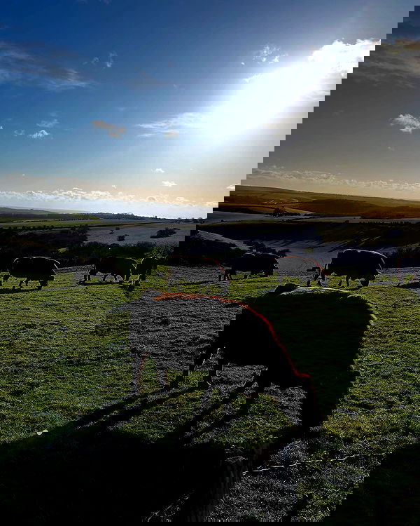 kesemgreenyer image ~ Altpins