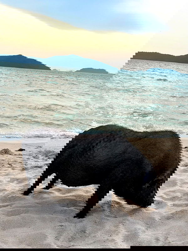 kesemgreenyer image ~ Altpins