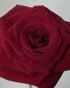 khelan.mh Altpins Profile Picture