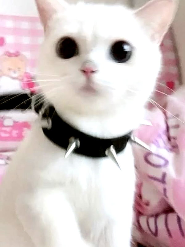 kittycakedoll3 instagram image archive image