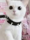 kittycakedoll3 Altpins Profile Picture