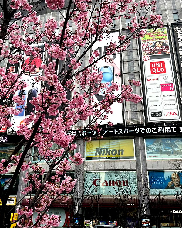 kittynacre instagram image archive image