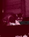 kriiizellda Altpins Profile Picture