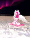 kriiizellda Altpins Profile Picture