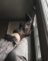 kyliejenner Altpins Profile Picture