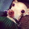 kyliejenner Altpins Profile Picture