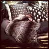 kyliejenner Altpins Profile Picture