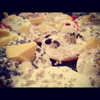 kyliejenner Altpins Profile Picture