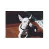 kyliejenner Altpins Profile Picture