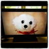 kyliejenner Altpins Profile Picture