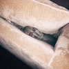 kyliejenner Altpins Profile Picture
