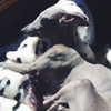 kyliejenner Altpins Profile Picture
