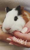 la.vica_ Altpins Profile Picture