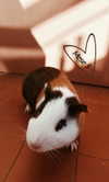 la.vica_ Altpins Profile Picture