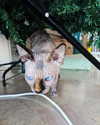 la.vica_ Altpins Profile Picture