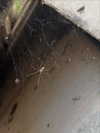 labraatz_ Altpins Profile Picture