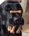 lamegfff Altpins Profile Picture