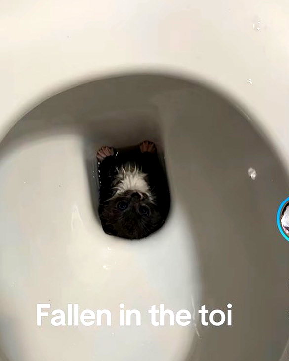 lamegfff instagram image archive image